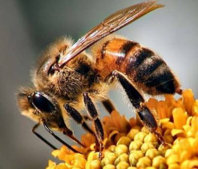 Gía Công Mỹ Phẩm Chiết Xuất Nọc Ong