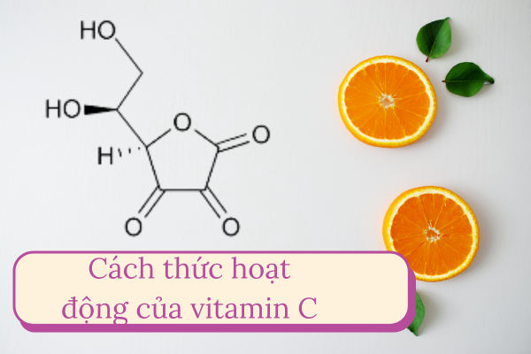 cach-thuc-hoat-dong-cua-vitamin-c