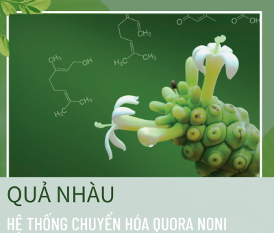 qua-nhau-he-thong-chuyen-hoa-quora-noni